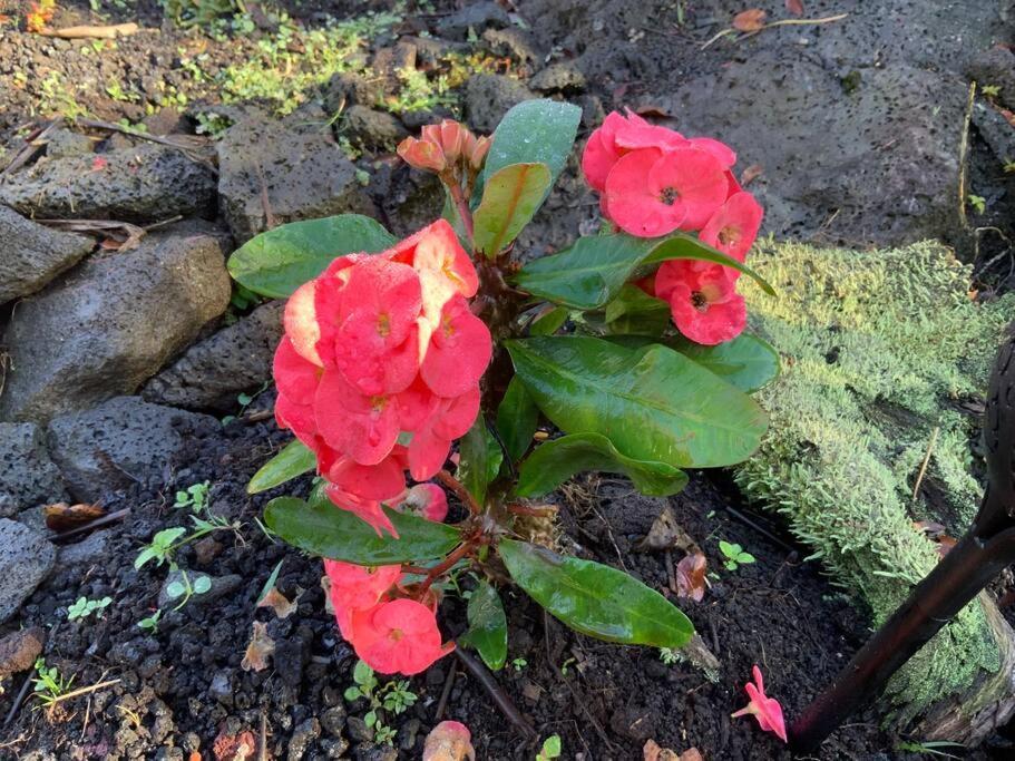 Exotic Garden Cottage At Amazing Volcano Fissure Mountain View Екстериор снимка